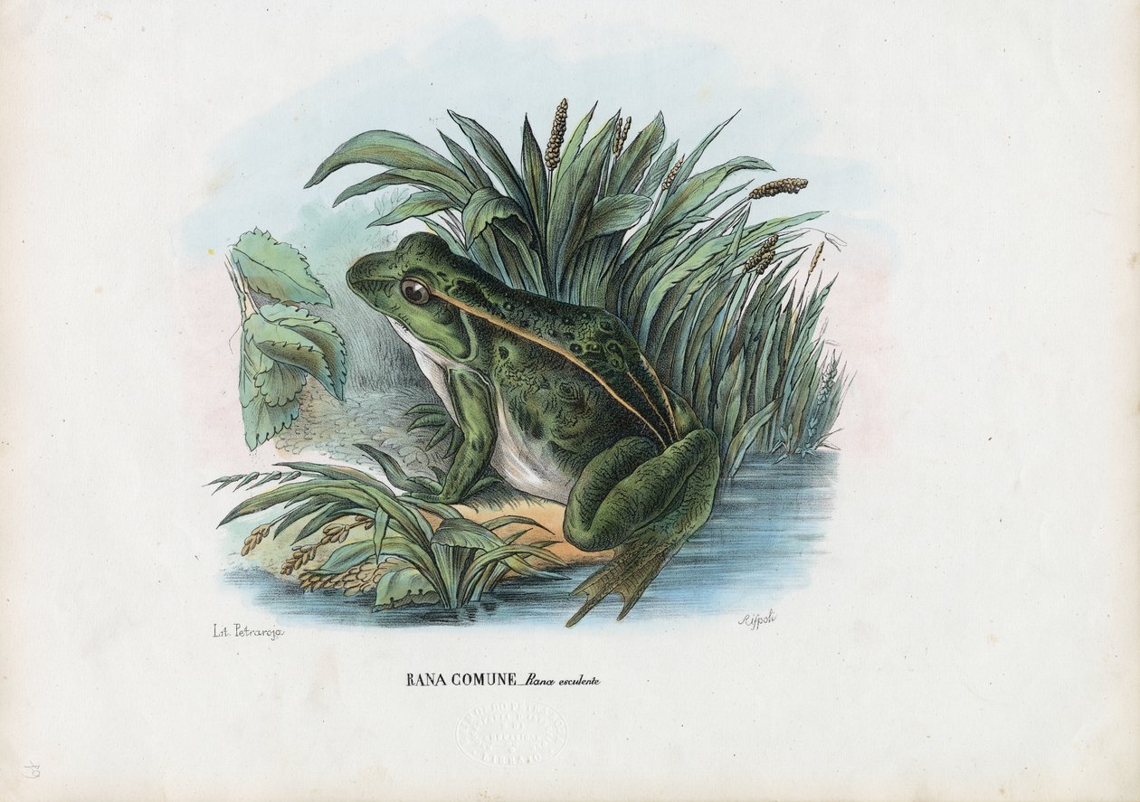 Ehető béka, 1863-79 alkotó: Raimundo Petraroja
