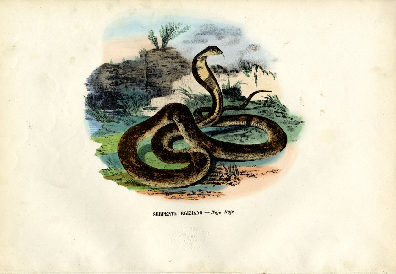 Egyiptomi kobra, 1863-79 alkotó: Raimundo Petraroja