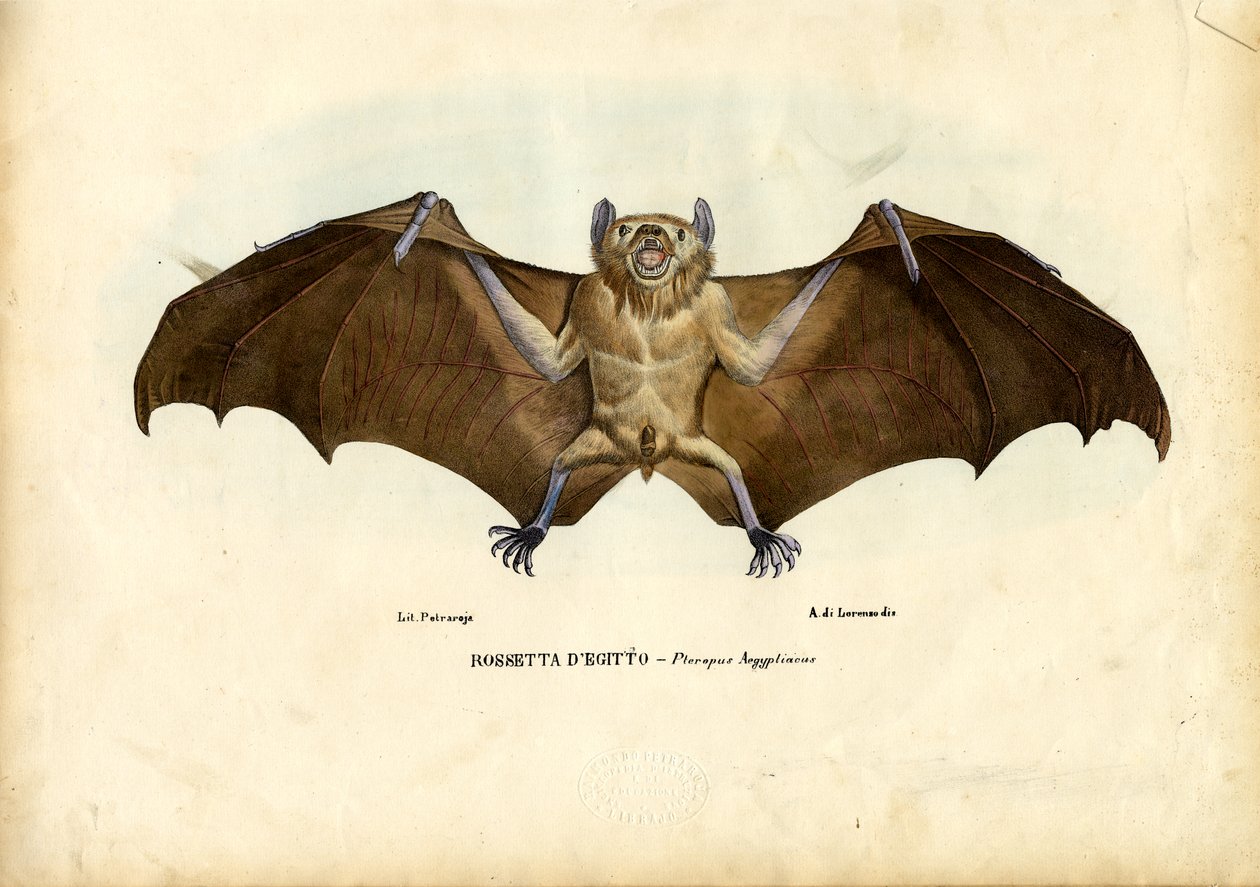 Egyiptomi gyümölcsdenevér, 1863-79 alkotó: Raimundo Petraroja
