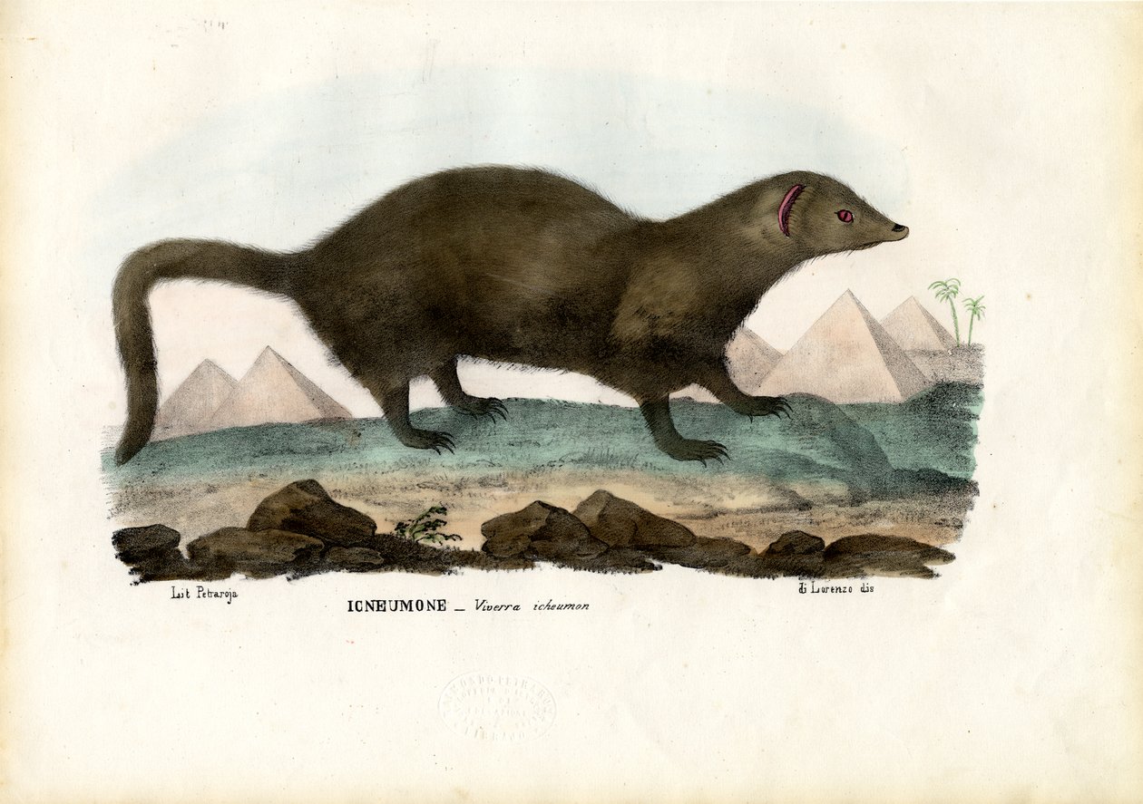 Egyiptomi mongúz, 1863-79 alkotó: Raimundo Petraroja