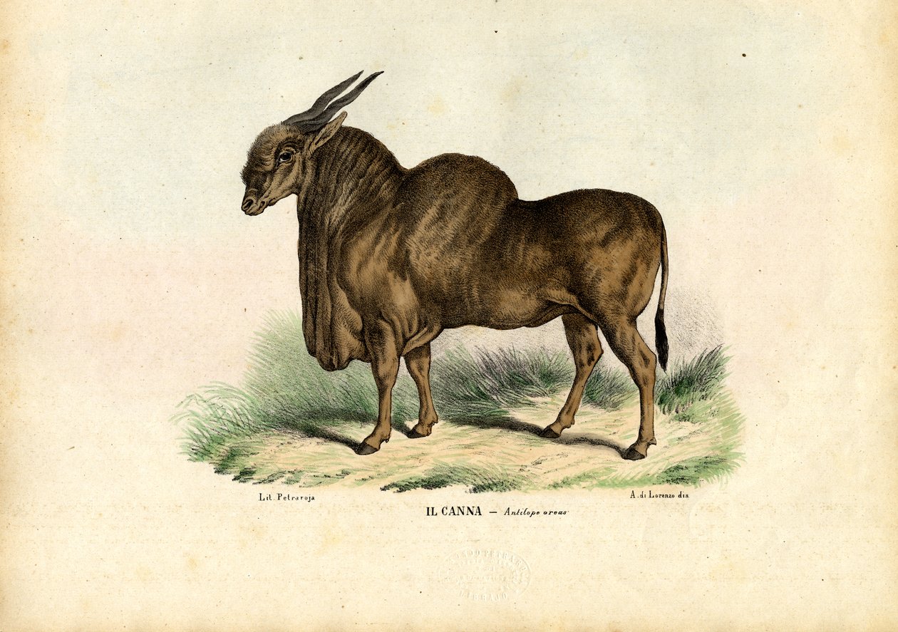 Eland, 1863-79 alkotó: Raimundo Petraroja