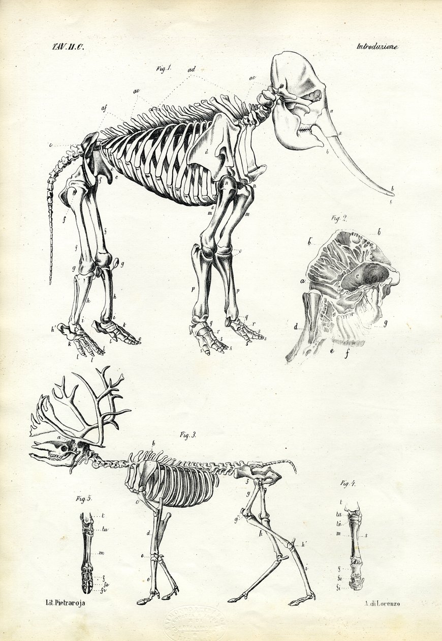 Elefánt, 1863-79 alkotó: Raimundo Petraroja