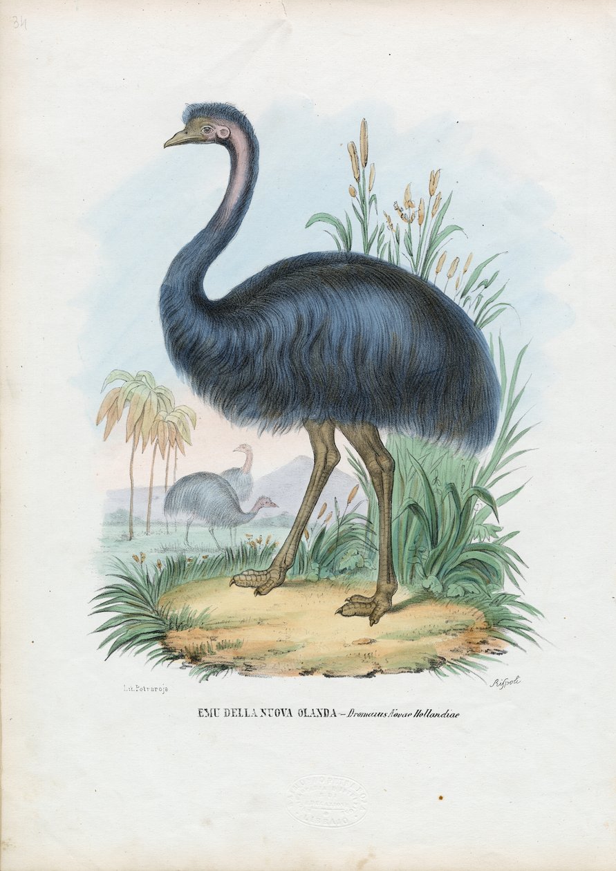 Emu, 1863-79 alkotó: Raimundo Petraroja