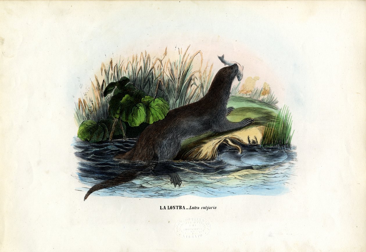 Eurázsiai folyami vidra, 1863-79 alkotó: Raimundo Petraroja