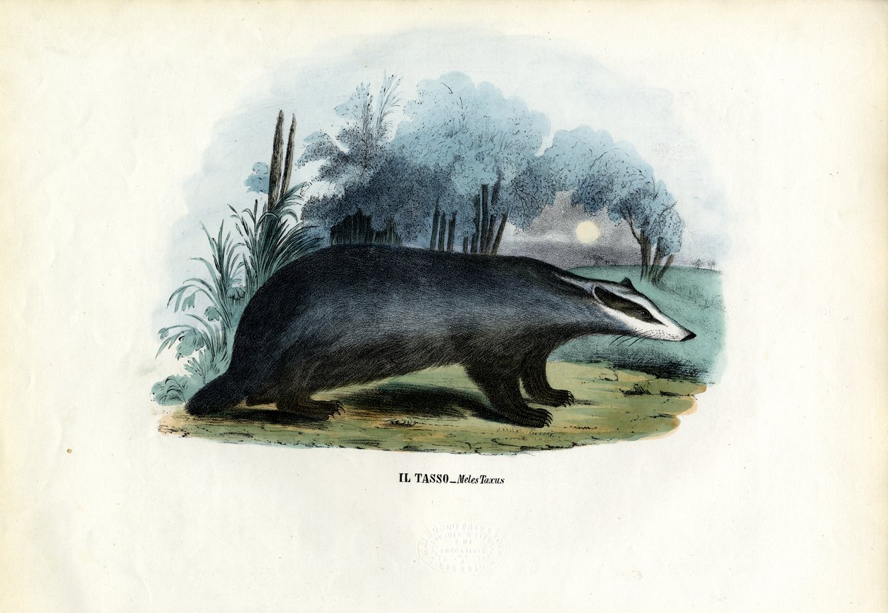 európai borz, 1863-79 alkotó: Raimundo Petraroja