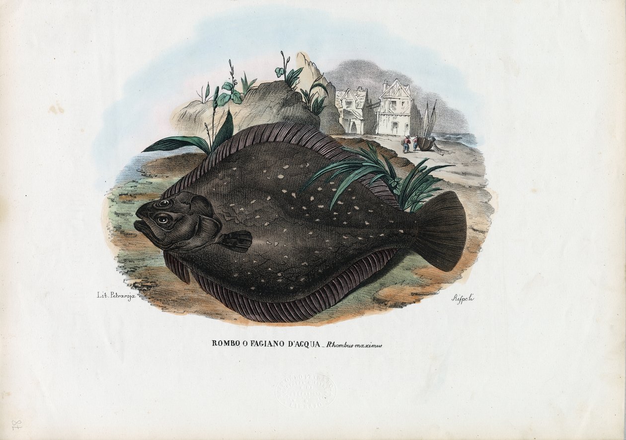 Lepényhal, 1863-79 alkotó: Raimundo Petraroja