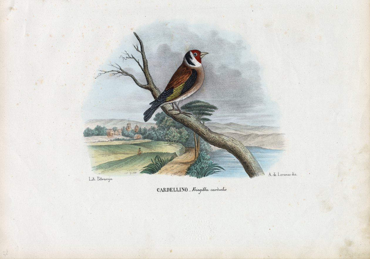 Európai aranypinty, 1863-79 alkotó: Raimundo Petraroja