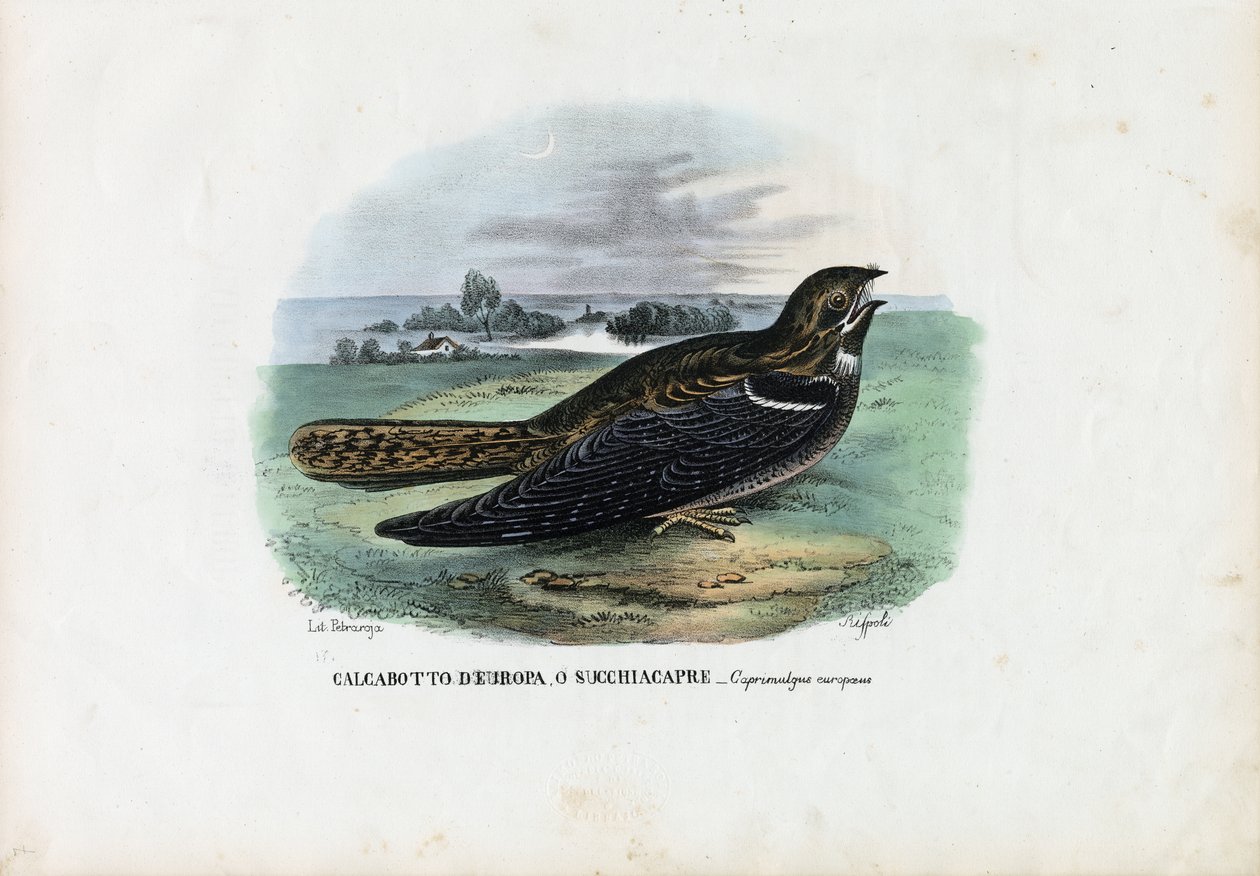 Európai Nightjar, 1863-79 alkotó: Raimundo Petraroja