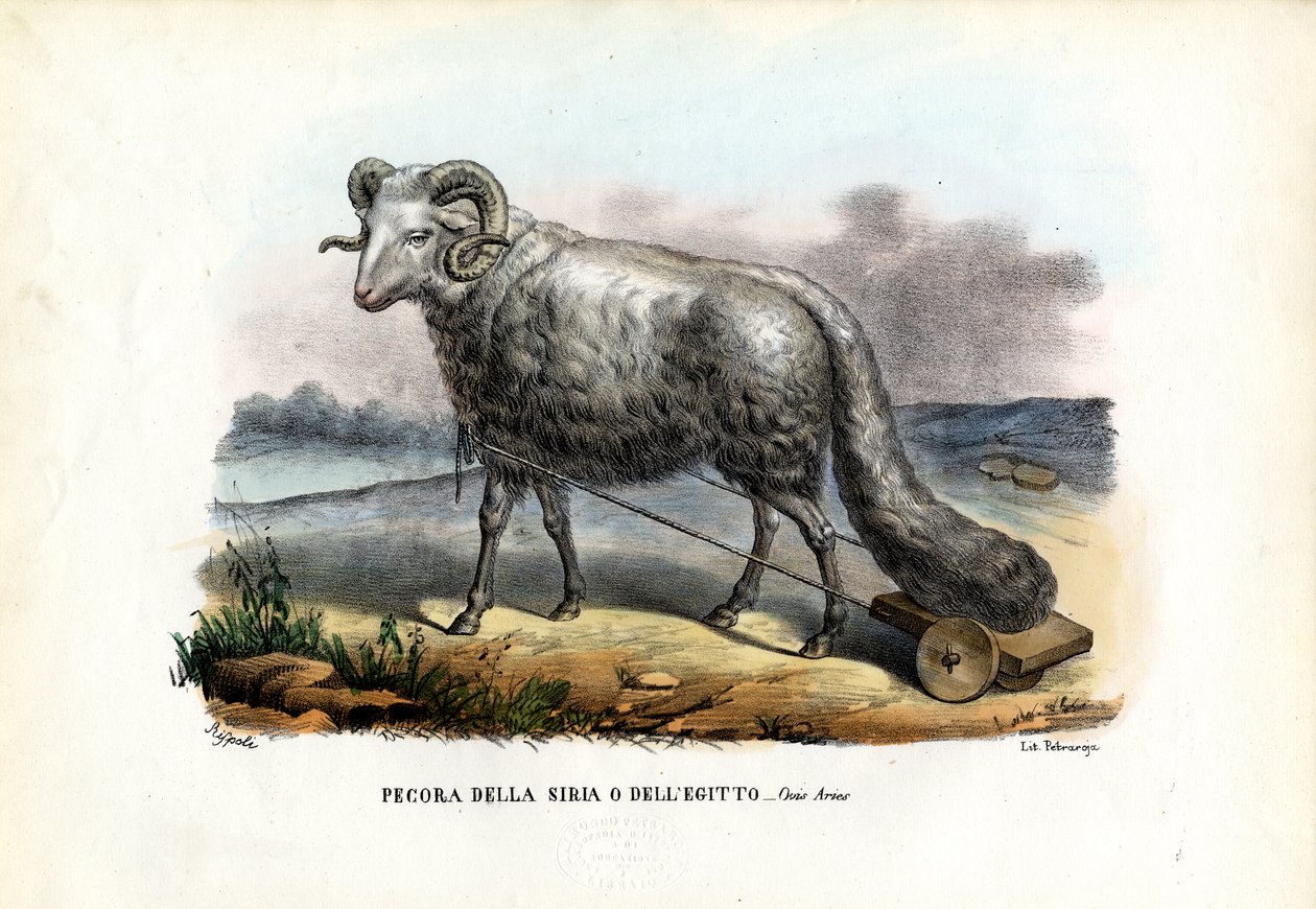 Kövérfarkú birka, 1863-79 alkotó: Raimundo Petraroja