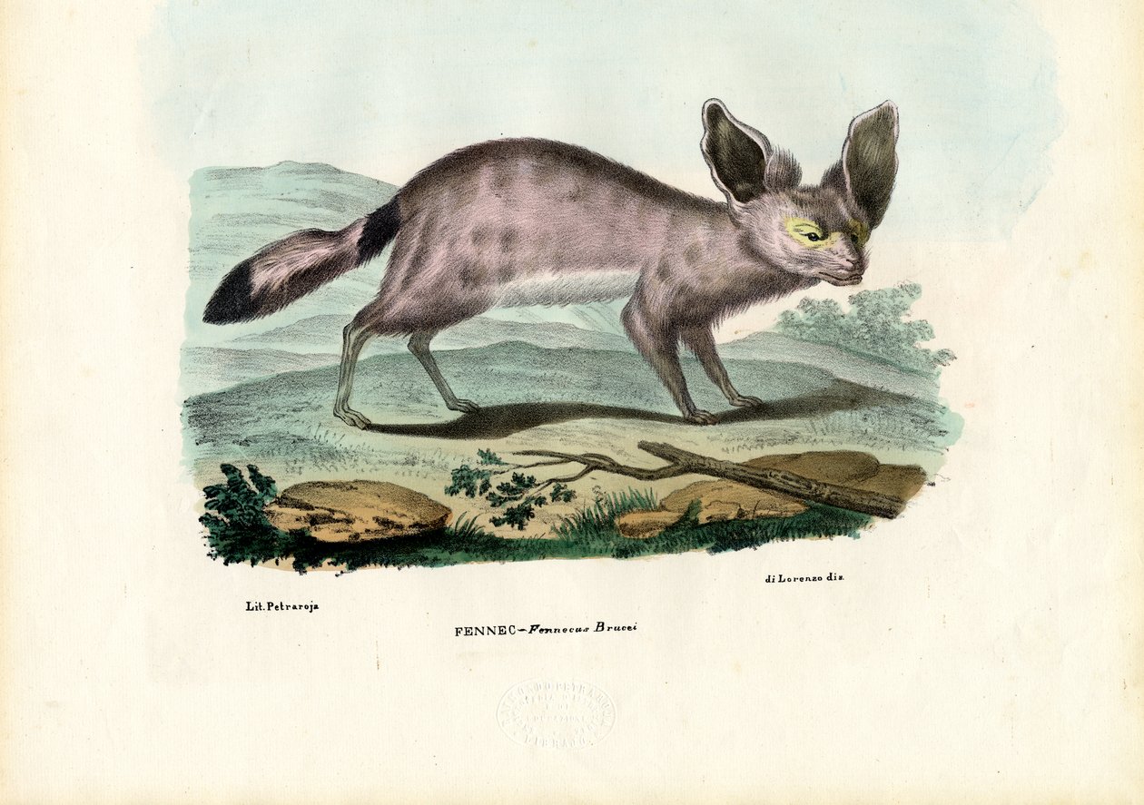 Fennec, 1863-79 alkotó: Raimundo Petraroja