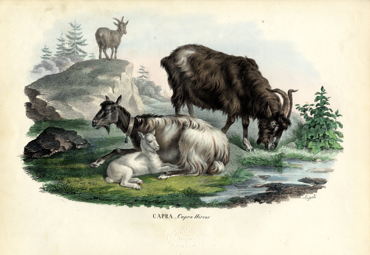 Vadkecske, 1863-79 alkotó: Raimundo Petraroja