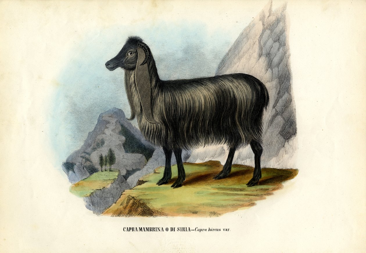 Vadkecske, 1863-79 alkotó: Raimundo Petraroja