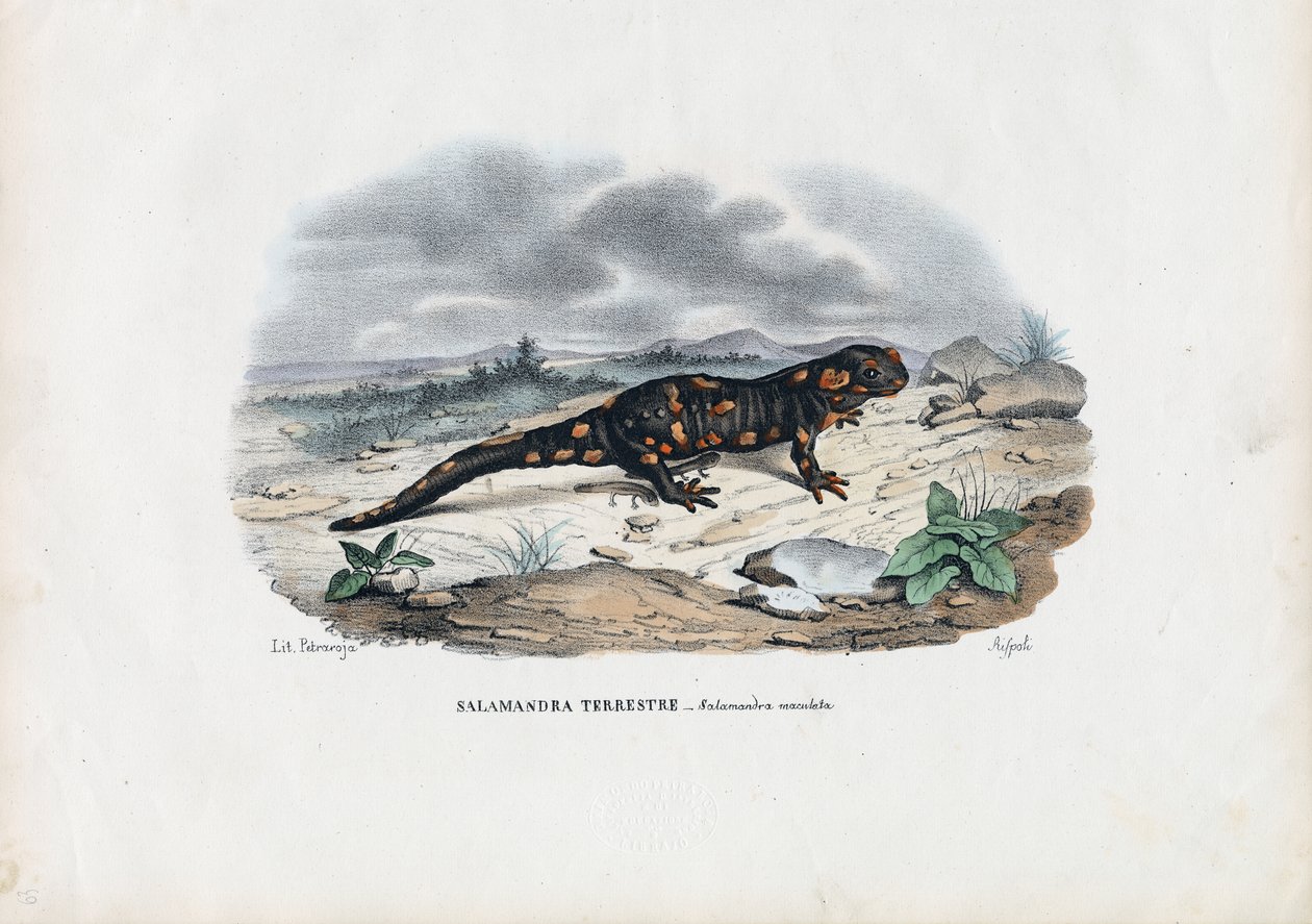 Tűzszalamandra, 1863-79 alkotó: Raimundo Petraroja