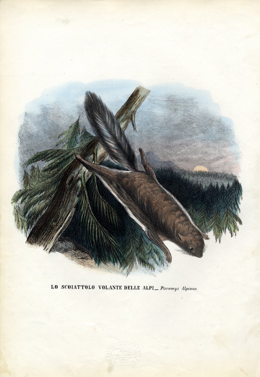 Repülő mókus, 1863-79 alkotó: Raimundo Petraroja