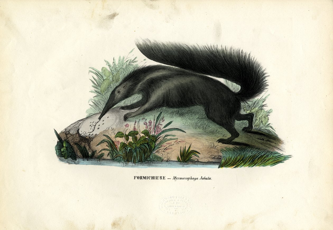 Óriás hangyász, 1863-79 alkotó: Raimundo Petraroja