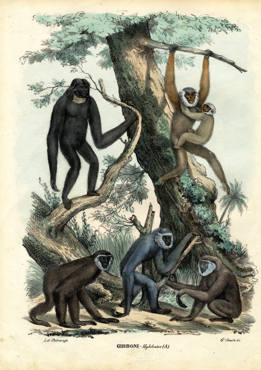 Gibbons, 1863-79 alkotó: Raimundo Petraroja