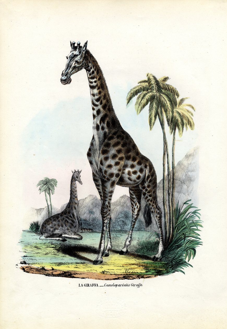 Zsiráf, 1863-79 alkotó: Raimundo Petraroja