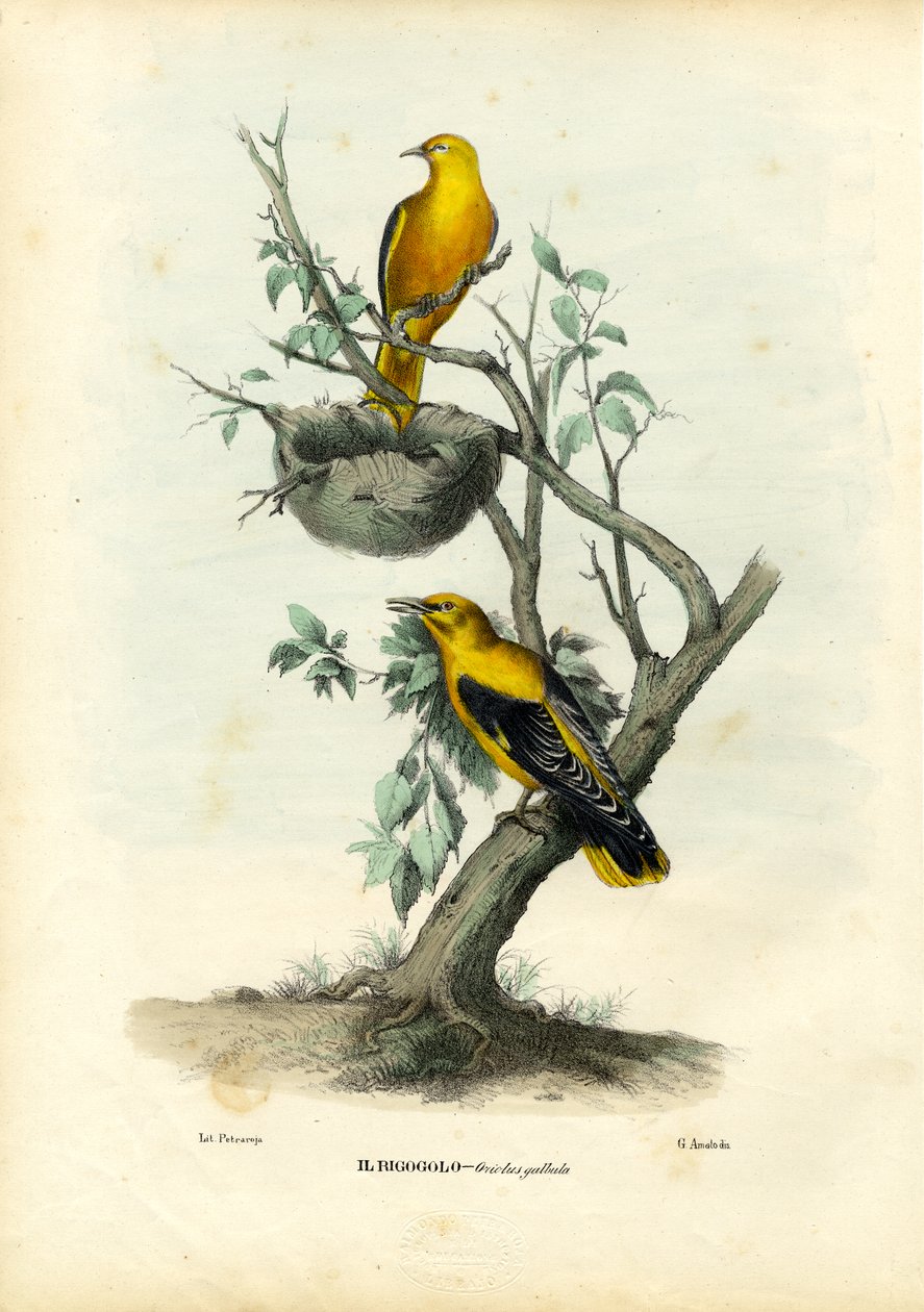 Arany Oriole, 1863-79 alkotó: Raimundo Petraroja