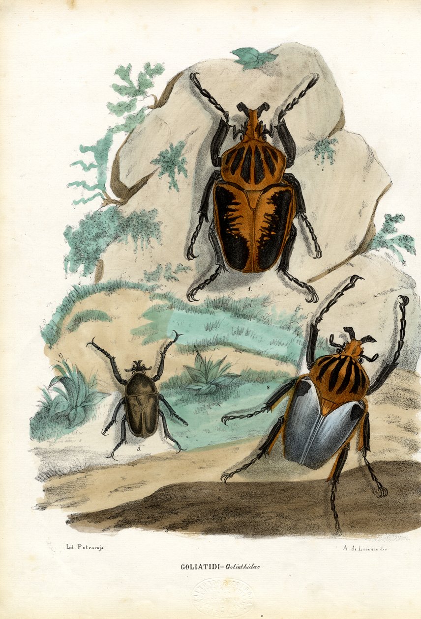 Góliátbogarak, 1863-79 alkotó: Raimundo Petraroja