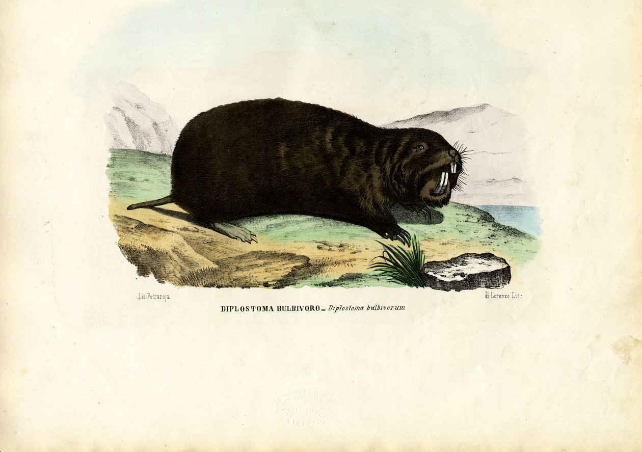 Gopher, 1863-79 alkotó: Raimundo Petraroja