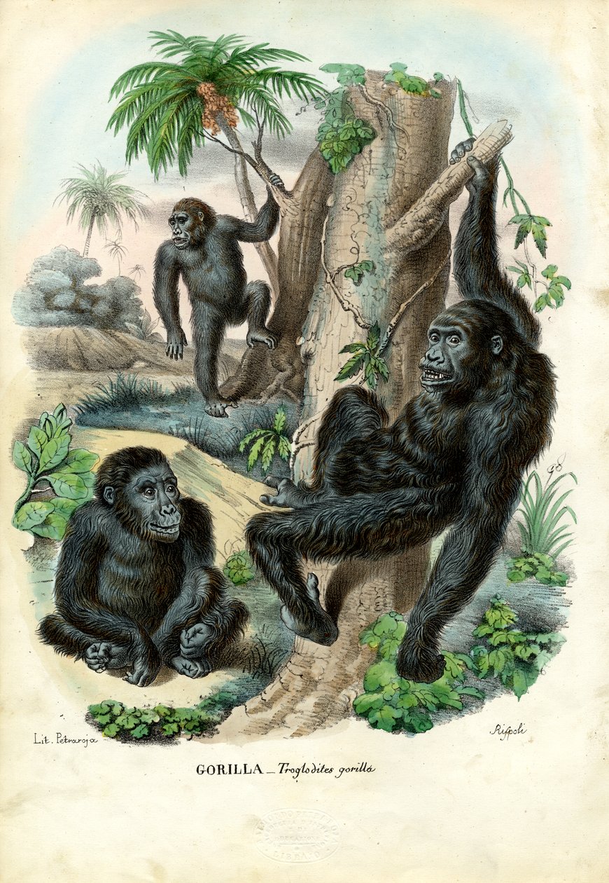 Gorilla, 1863-79 alkotó: Raimundo Petraroja