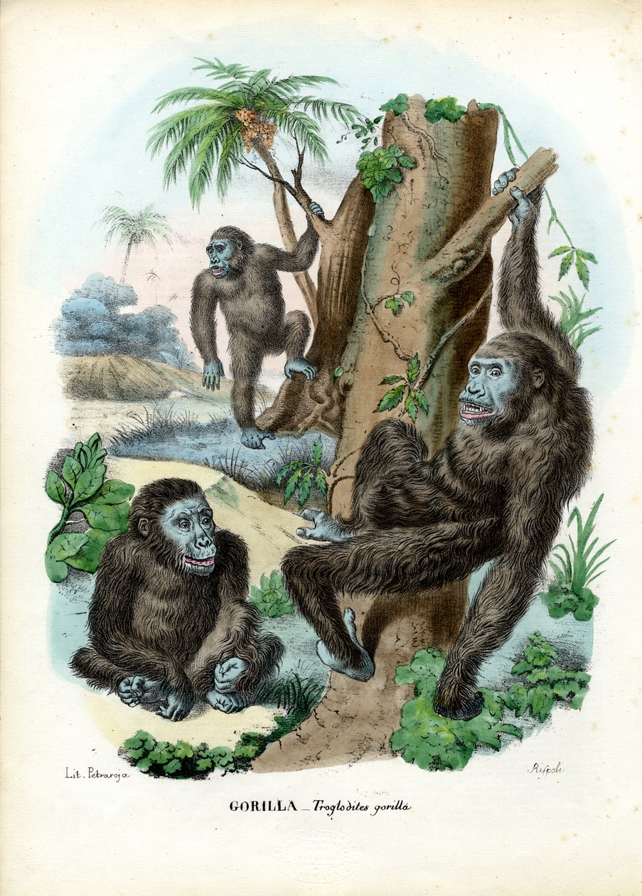 Gorilla, 1863-79 alkotó: Raimundo Petraroja