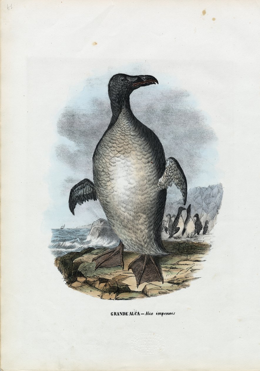 Great Auk, 1863-79 alkotó: Raimundo Petraroja