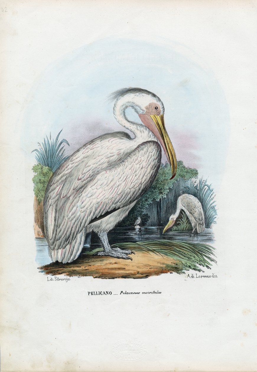 Nagy Fehér Pelikán, 1863-79 alkotó: Raimundo Petraroja