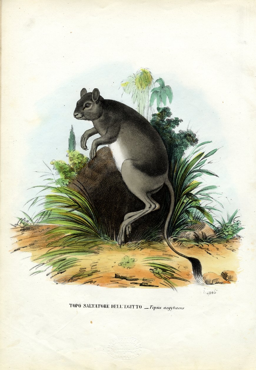 Nagy-Egyiptomi Jerboa, 1863-79 alkotó: Raimundo Petraroja