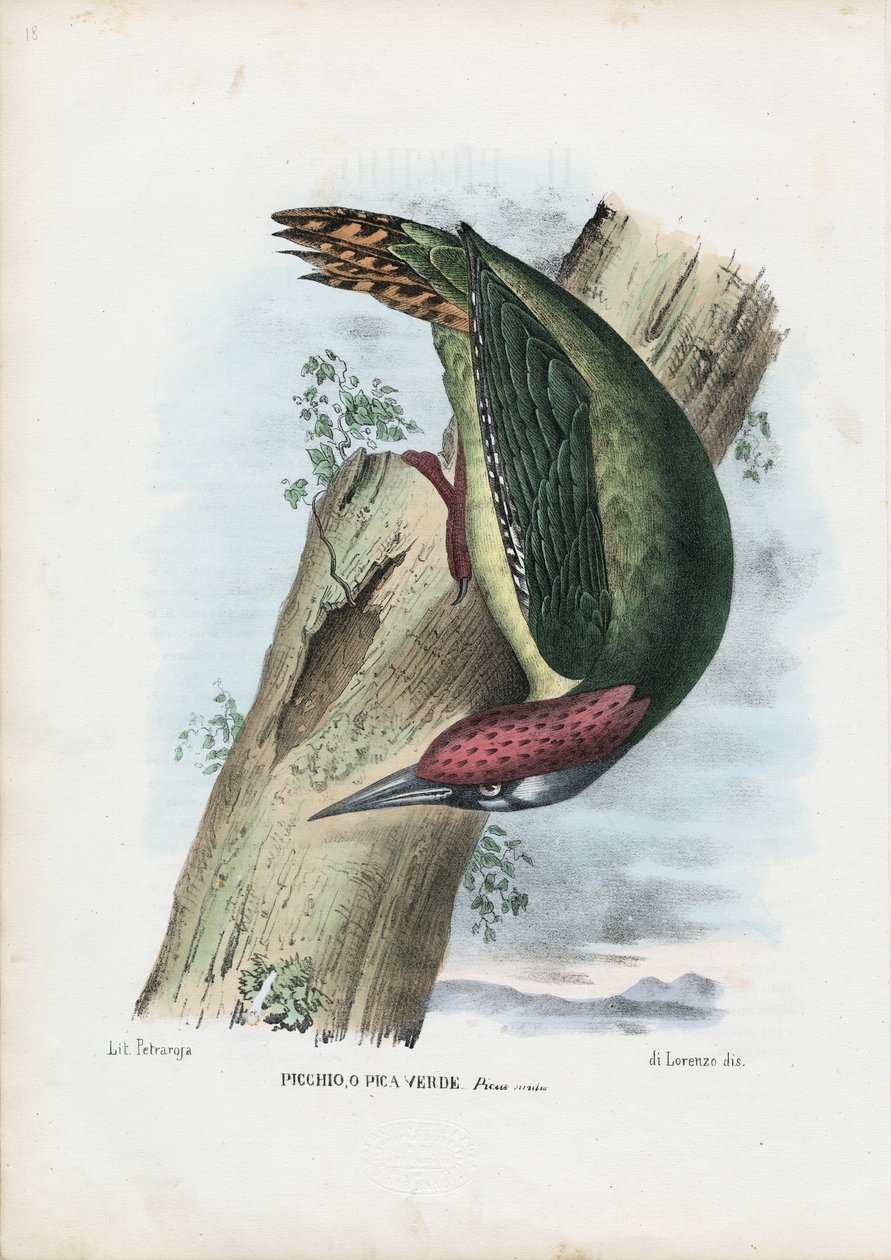 Zöld harkály, 1863-79 alkotó: Raimundo Petraroja