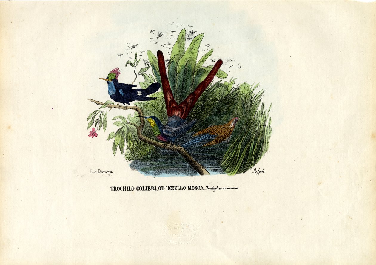 Kolibri, 1863-79 alkotó: Raimundo Petraroja