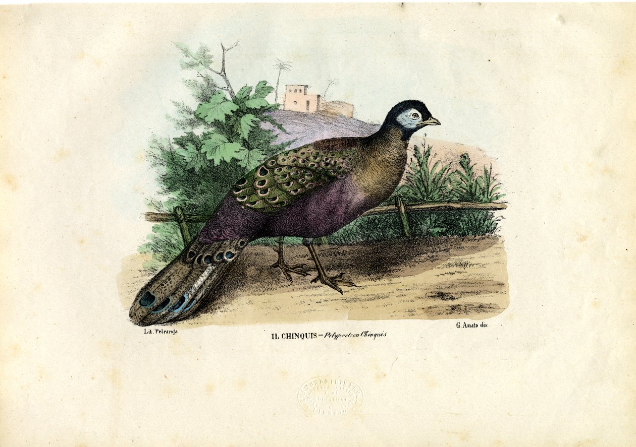 Indiai páva, 1863-79 alkotó: Raimundo Petraroja