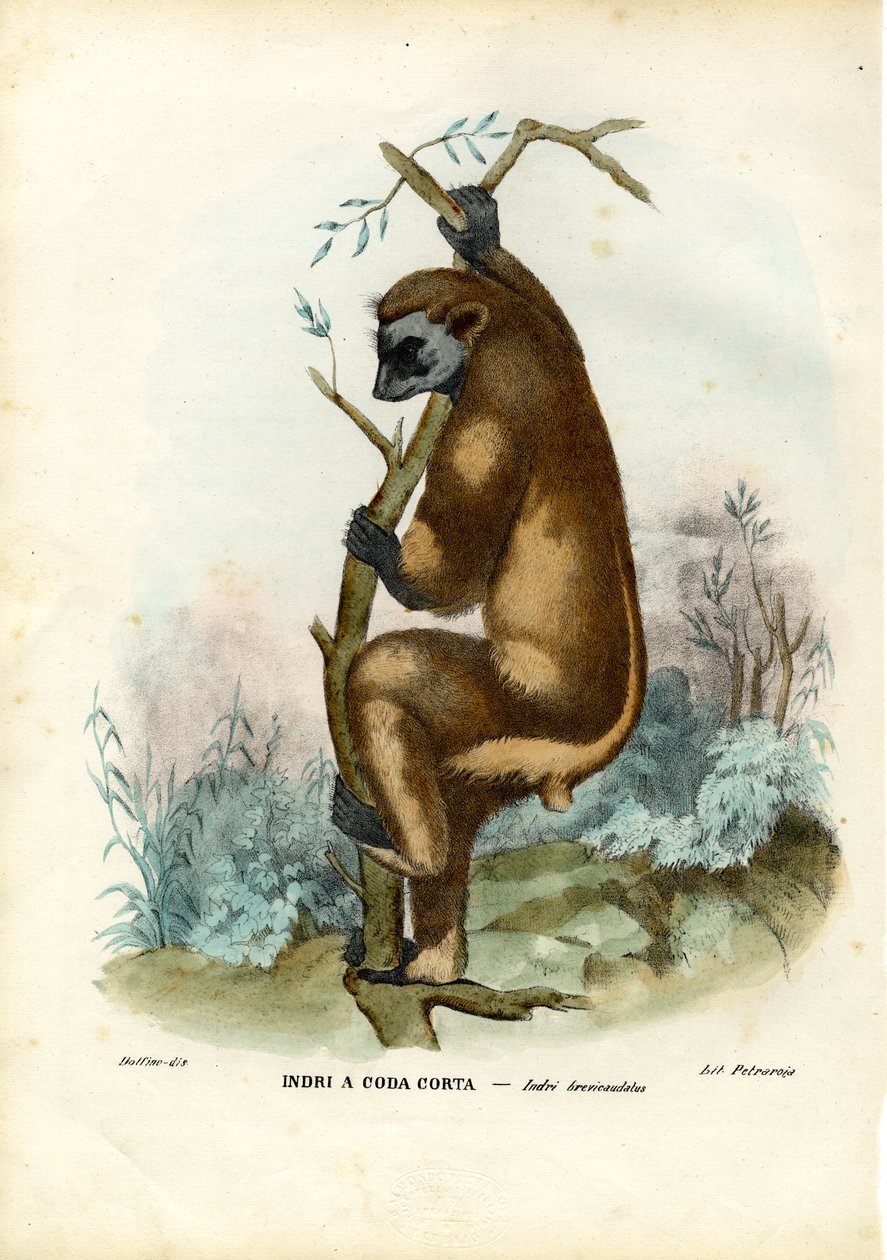 Indri, 1863-79 alkotó: Raimundo Petraroja