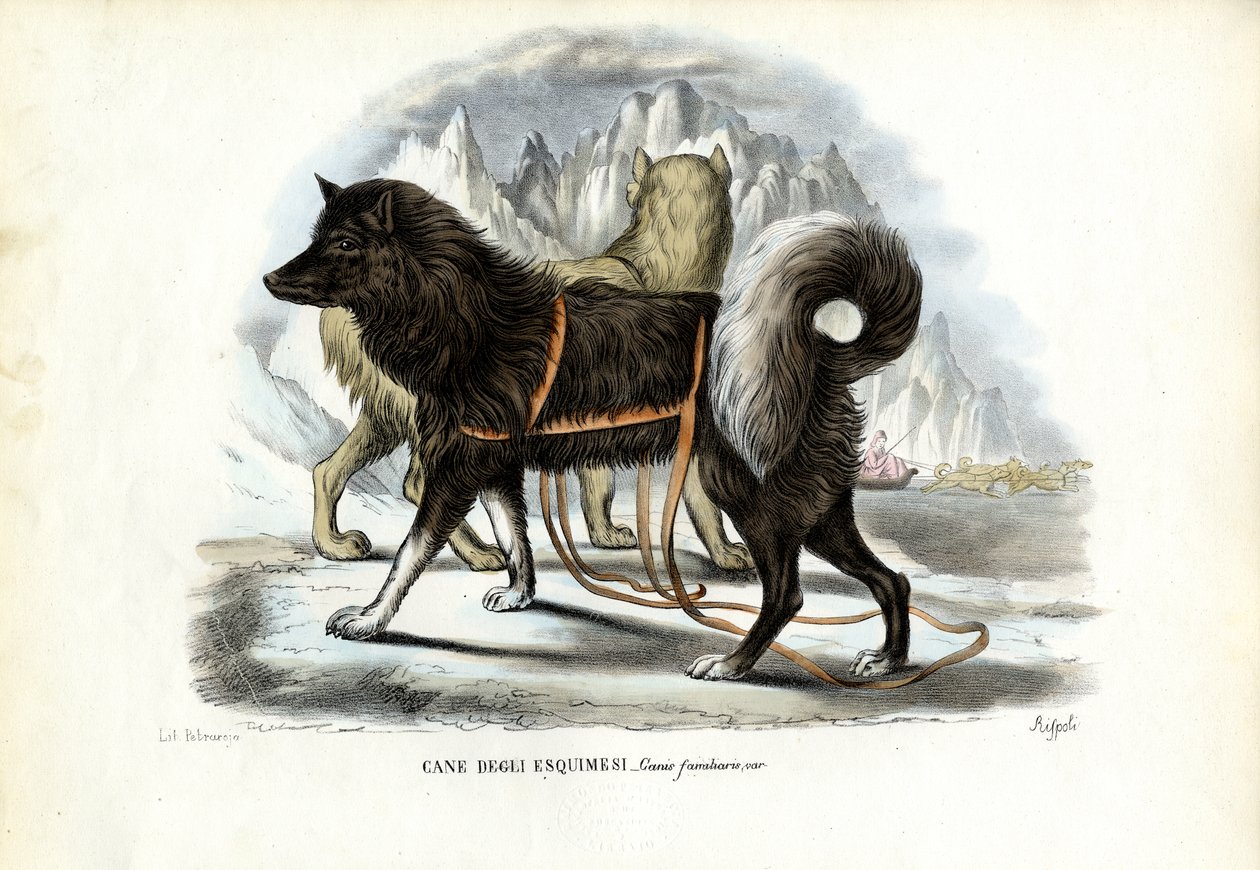 Inuit szánhúzó kutya, 1863-79 alkotó: Raimundo Petraroja