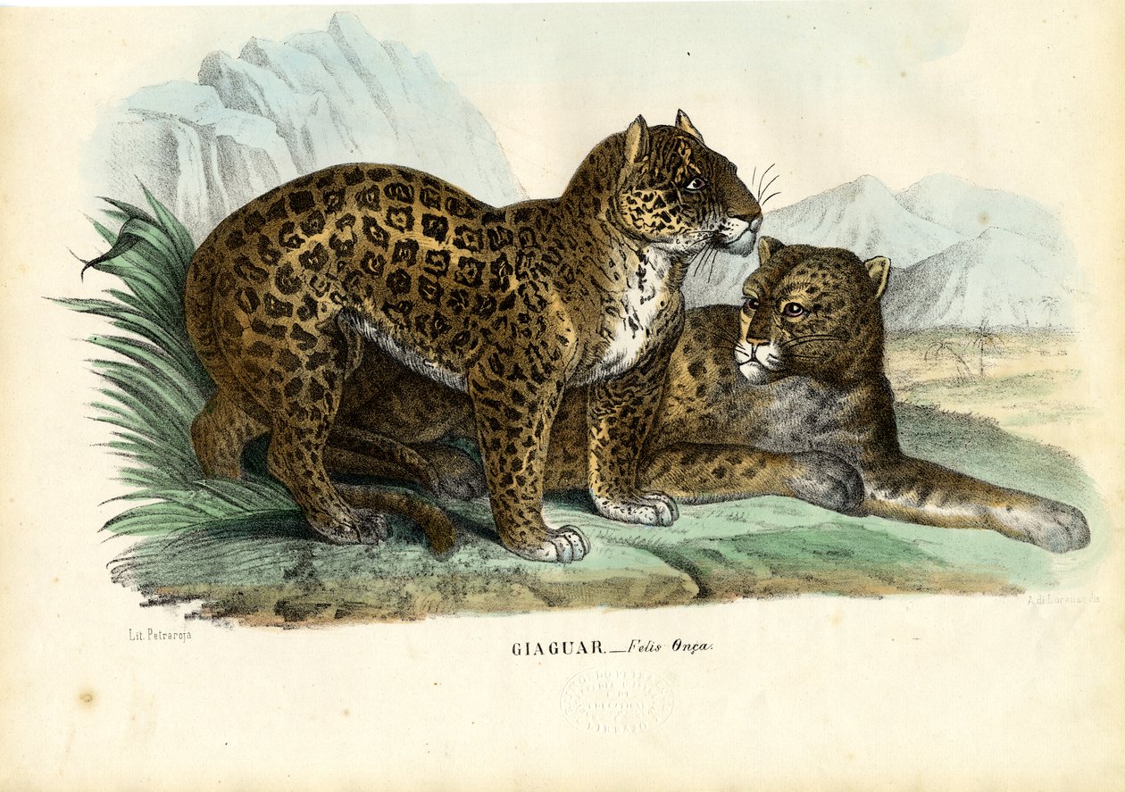 Jaguár, 1863-79 alkotó: Raimundo Petraroja