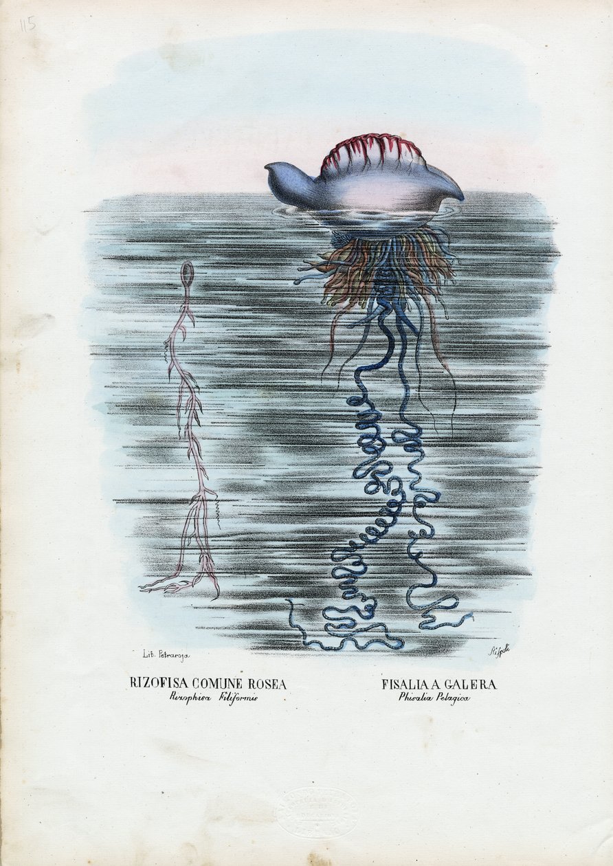Medúza, 1863-79 alkotó: Raimundo Petraroja