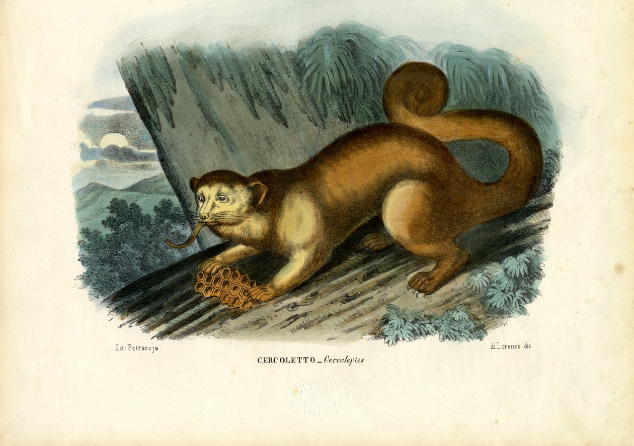 Kinkajou, 1863-79 alkotó: Raimundo Petraroja