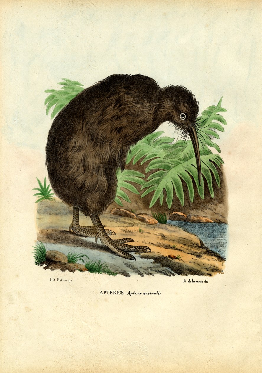 Kiwi, 1863-79 alkotó: Raimundo Petraroja
