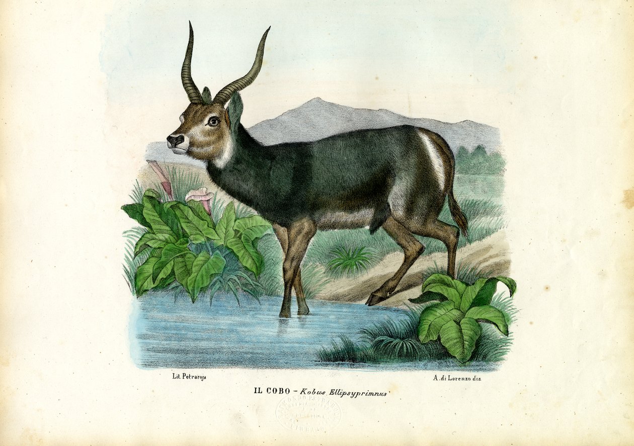 Kob, 1863-79 alkotó: Raimundo Petraroja