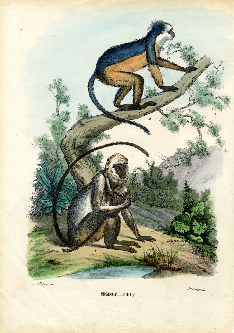 Langurs, 1863-79 alkotó: Raimundo Petraroja