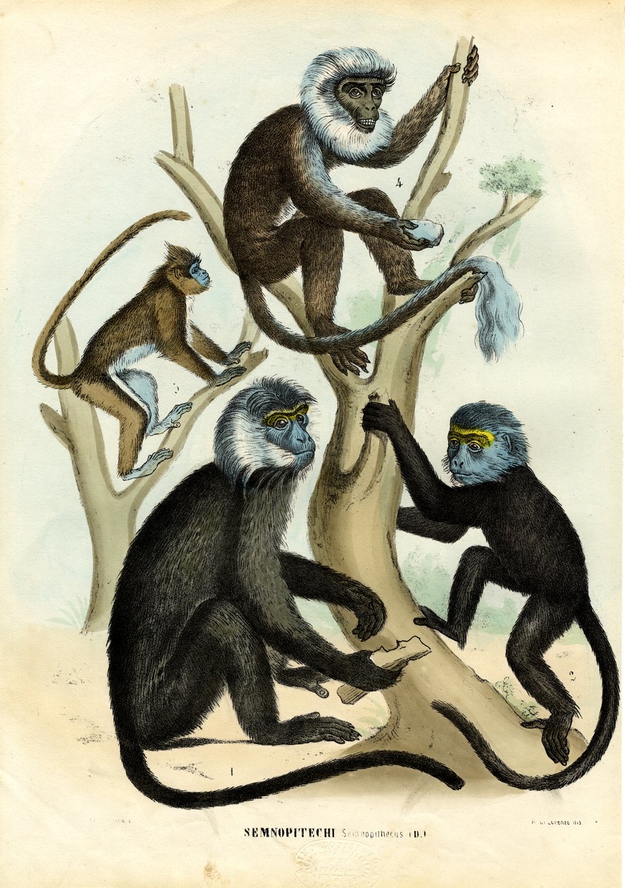 Langurok, 1863-79 alkotó: Raimundo Petraroja