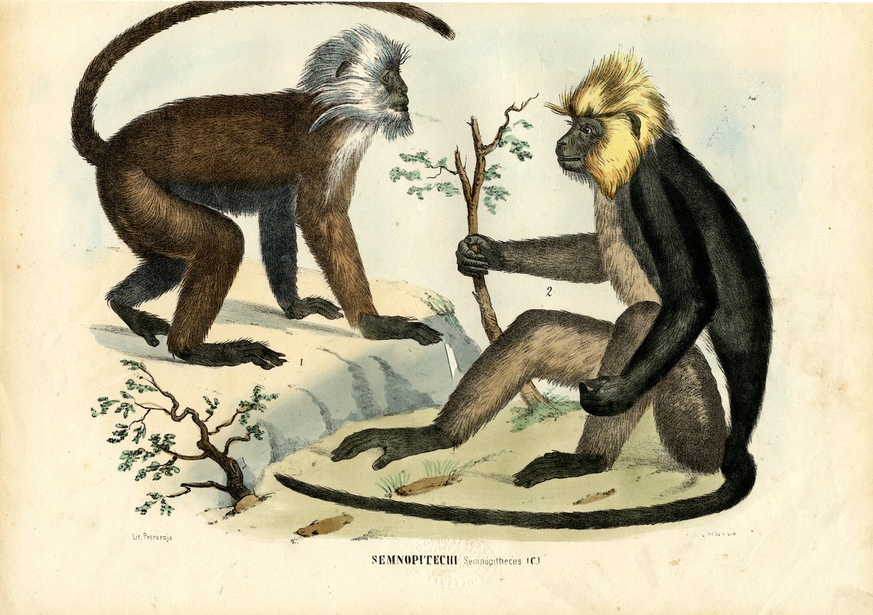 Langurs, 1863-79 alkotó: Raimundo Petraroja