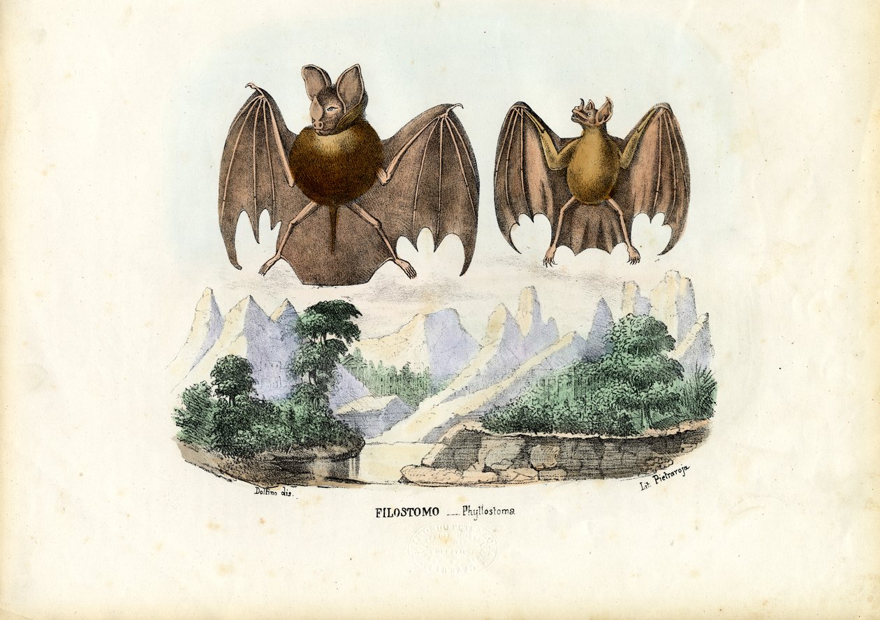 Levélorrú denevérek, 1863-79 alkotó: Raimundo Petraroja