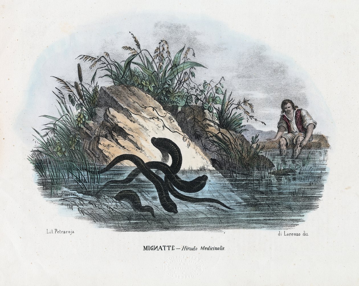 Piócák, 1863-79 alkotó: Raimundo Petraroja