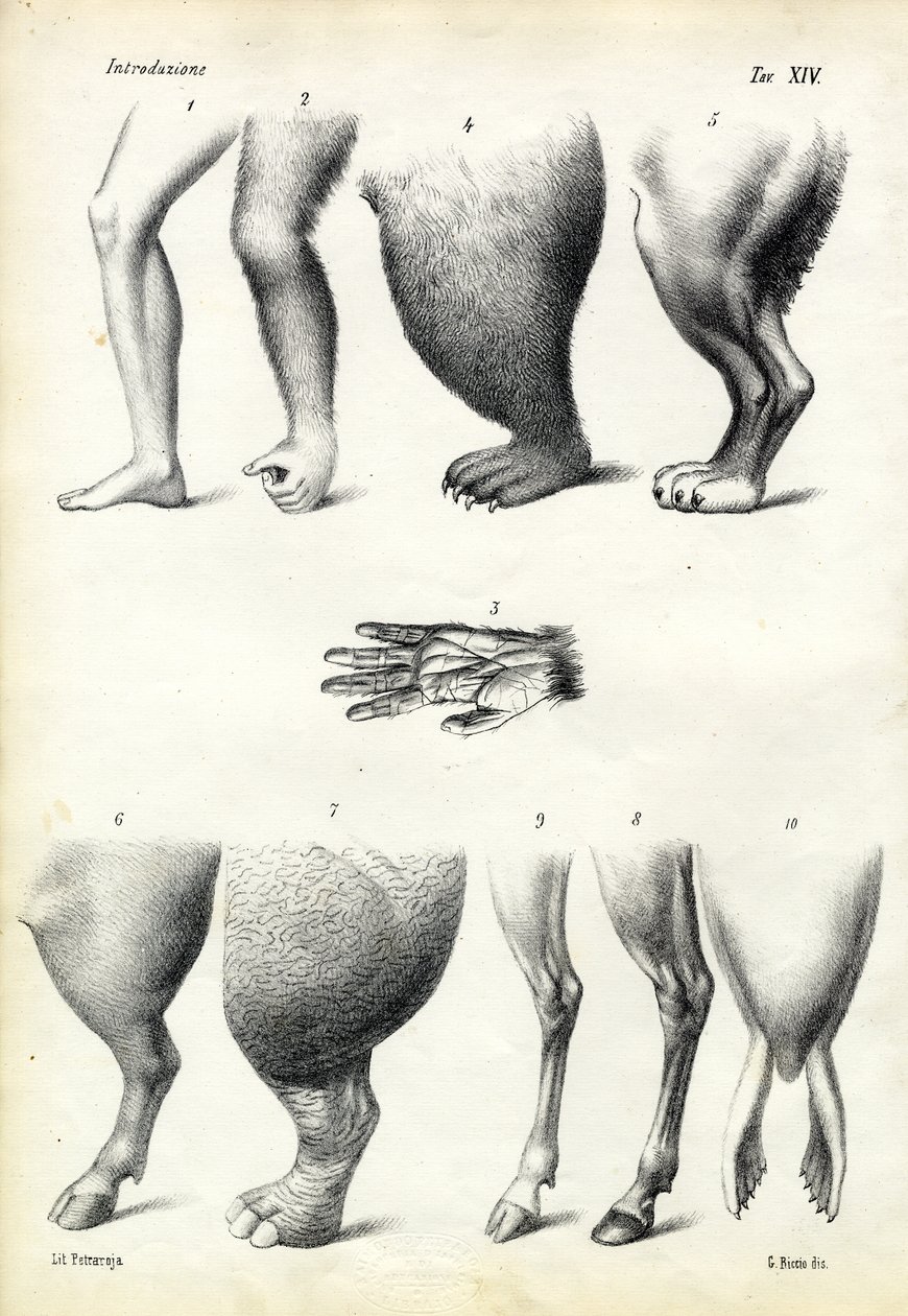 Lábak, 1863-79 alkotó: Raimundo Petraroja