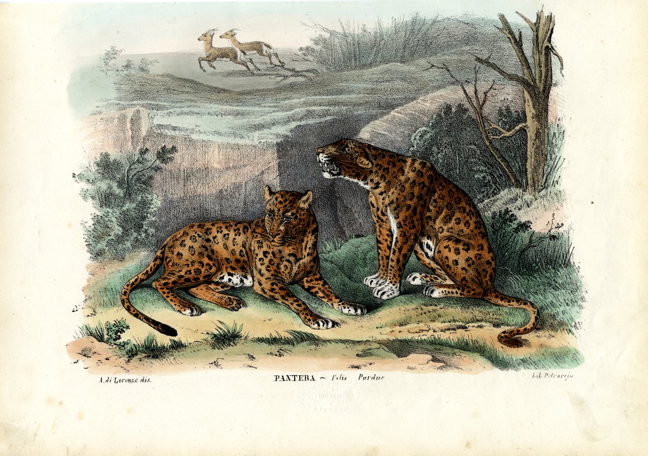 Leopárd, 1863-79 alkotó: Raimundo Petraroja