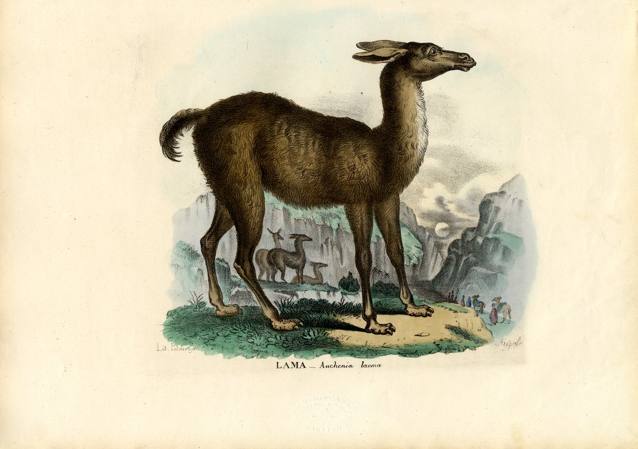 Láma, 1863-79 alkotó: Raimundo Petraroja