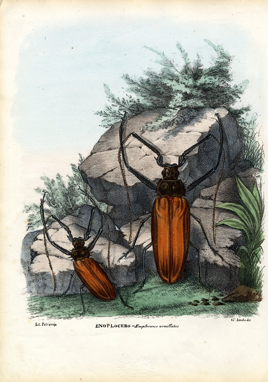 Hosszúszarvú bogár, 1863-79 alkotó: Raimundo Petraroja