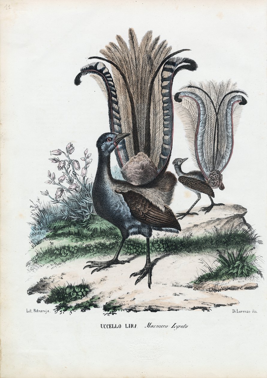 Lyramadár, 1863-79 alkotó: Raimundo Petraroja