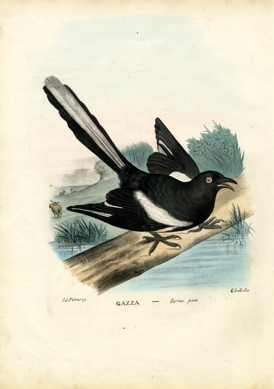 Szarka, 1863-79 alkotó: Raimundo Petraroja